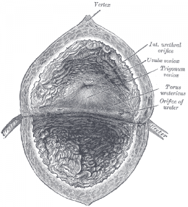 Interior of a bladder (Gray's Anatomy of the Human Body)