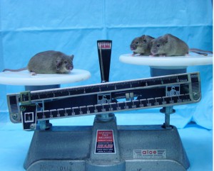 Why did the mouse on the left put on so much weight?