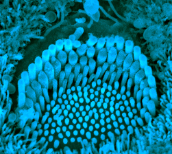 A mechanosensory hair bundle in the cochlea. Each sensory cell, of which the human ear has about 16,000, has tiny hairs tipped with TMC1 and TMC2 proteins. When sound vibrations strike the bundle, it wiggles back and forth, opening and closing the TMC channels. When open, the channel allows calcium into the cell, initiating an electrical signal to the brain relayed by the 8th cranial nerve. (Image: Yoshiyuki Kawashima)