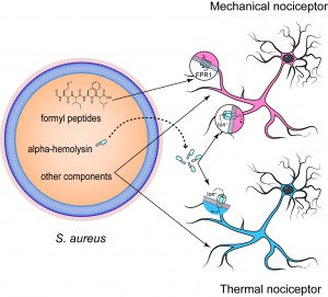 Diagram showing the two ways S. aureus interacts with pain neurons