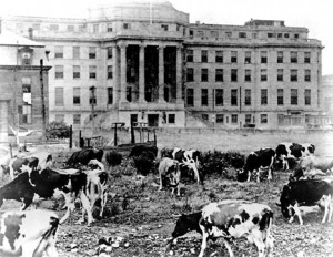 Cows provided tuberculosis-free milk to Boston Children's Hospital in 1919.