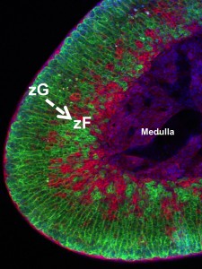 A confocal micrograph of a mouse adrenal gland. The green stripes radiating from the outer region containing the zona glomerulosa (zG) to the inner region containing the zona fasiculata (zF) provide evidence for direct lineage conversion of these two differentiated cell types.