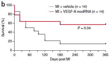 MI survival curve-VEGF modRNA
