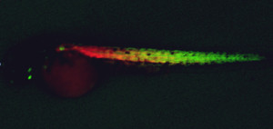 Muscle growing in zebrafish