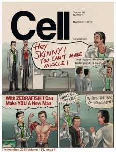 Cell cover about using zebrafish and iPS cells to find muscle-building drugs.