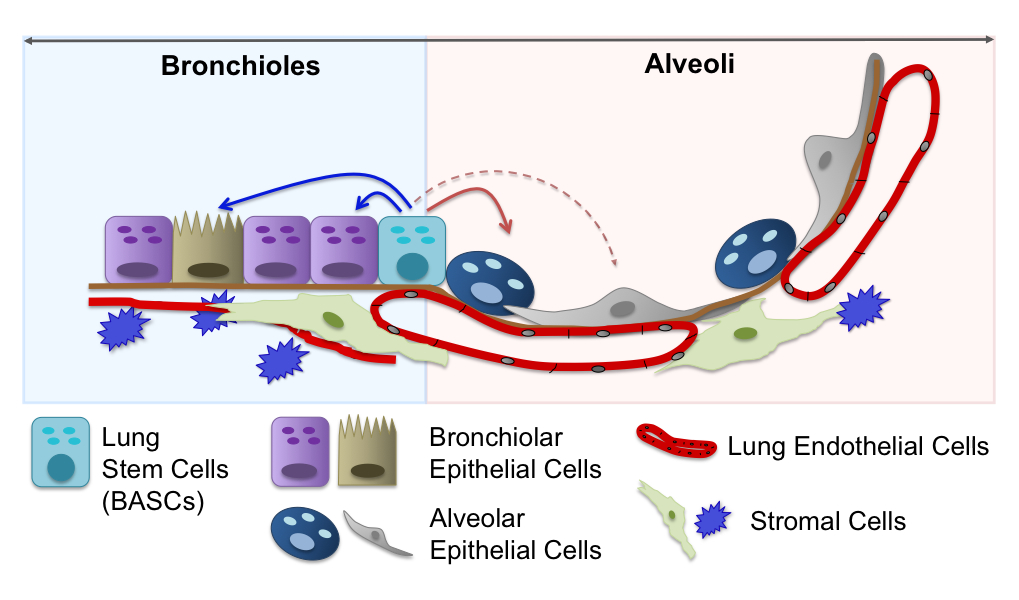 Slide4_cartoon_of_alveoli___bronchioles