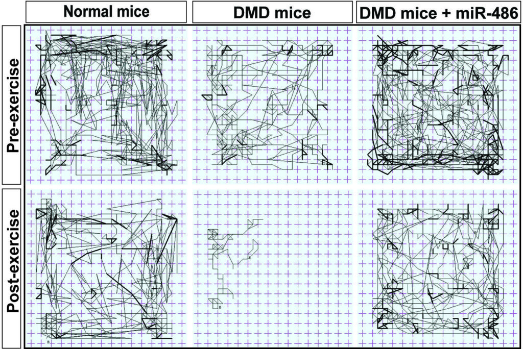 This “random walk” plot charts the movements of mice with Duchenne muscular dystrophy before and after exercise. Mice with the dystrophin mutation were clearly tuckered out from their exertions, but those able to make more miR-486 were almost as active as normal wild-type (WT) mice.