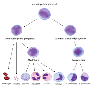 Hematopoietic hierarchy aging blood cell hematopoietic stem cell blood disorder Derrick Rossi