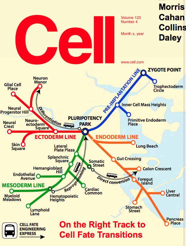 cell fate map Boston subway